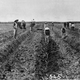 Image for article titled Australia's Secret History as a White Utopia